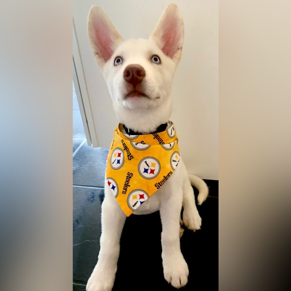 Pittsburgh Steelers Yellow & Black Bandanna | Small | For Small Dog | New